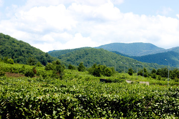 Fototapeta na wymiar tea plantation, green landscape, nature summer, field and mountains