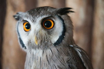 Close up eye of White faced scops owl with wooden background