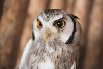 Close up eye of White faced scops owl with wooden background