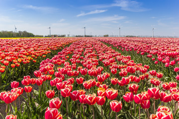 Field of red and white tulips in Flevoland