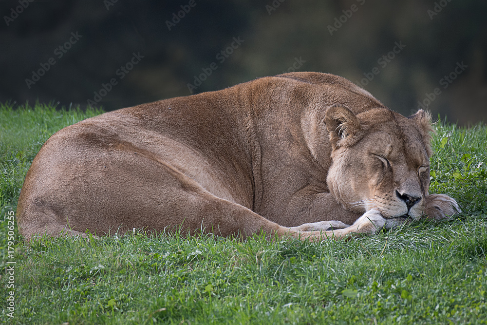 Aufkleber a lioness lying on the grass asleep with eyes closed relaxing sleeping