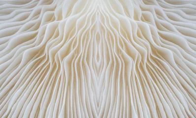 Printed kitchen splashbacks Macro photography abstract background macro image of Sajor-caju mushroom.