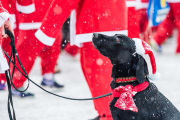 Black dog dressed up as santa participates in charity event Stockholm Santa Run in Sweden