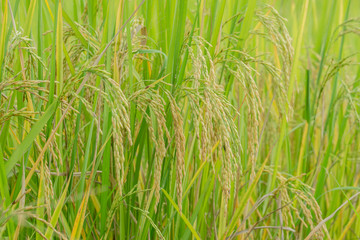 Close up ear of rice fields