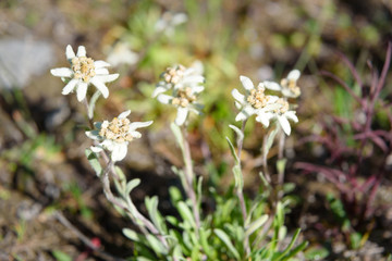 Leontopodium ochroleucum