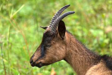 Mountain Goat