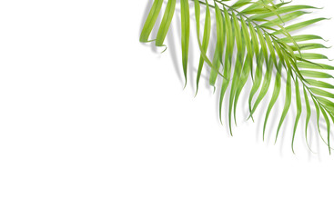 Tropical palm leaves on white background. Minimal nature. Summer Styled.  Flat lay.  Image is approximately 5500 x 3600 pixels in size