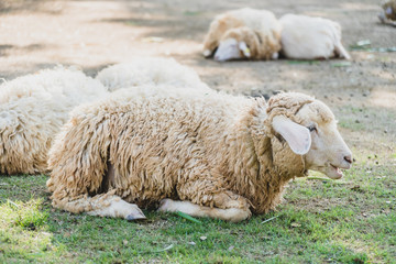 Sheep on green grass