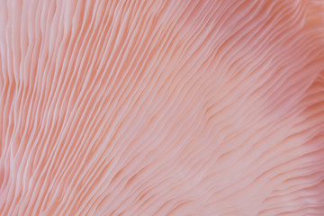 abstract background macro close up of Pleurotus djamor is beautiful mushrooms color pink