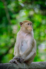 Monkey lives in a natural forest of Thailand.