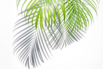 green palm leaf and shadow on a white background