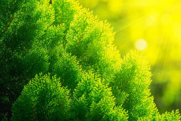 green leaf background of Chimese Arborvitae or Orientali Arborvitae and sunbeam (asian pine)