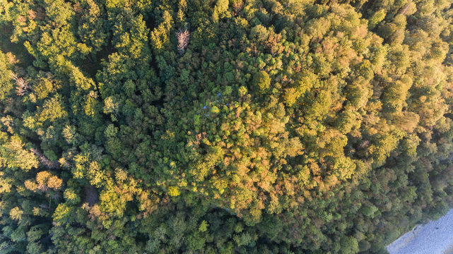 Aerial view of mixed forest.