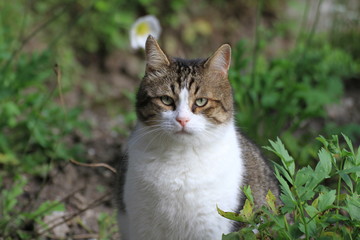 Fototapeta premium Katze im Garten