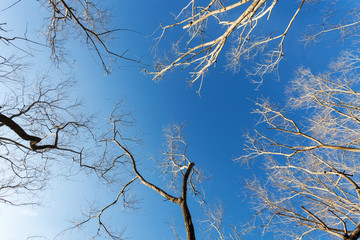 Dry tree or dead tree branches on blue sky background.