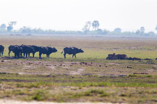 bufali nella savana in zambia