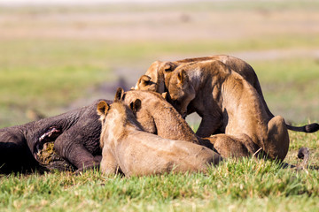 Leoni e leonesse con cuccioli leoncini che mangiano in branco