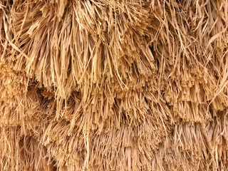 Golden brown dried rice straw with rough texture for background and design with copy space