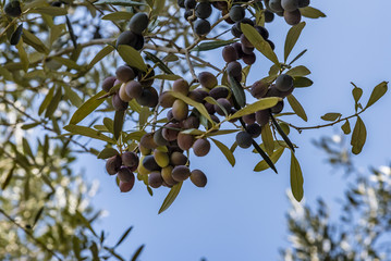 Olives grow on olive tree, low angle view. Mediterranean olive tree branches with unripe black...
