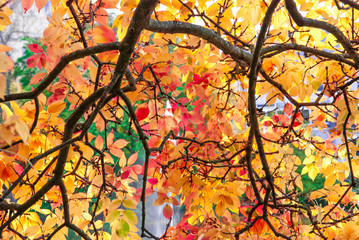 Autumn leaves - goldener Herbst - bunte Blätter am Wasser im Park