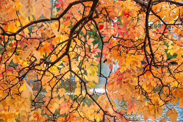 Autumn leaves - goldener Herbst - bunte Blätter am Wasser im Park