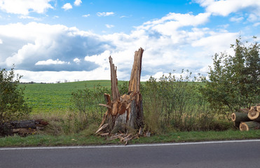 Windbruch