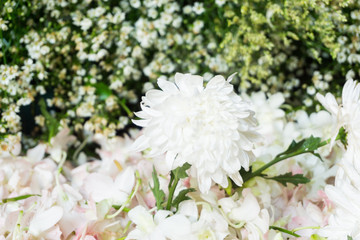 Beautiful white flowers background,floral background of white flowers.