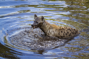 Spotted hyaena in Kruger National park, South Africa