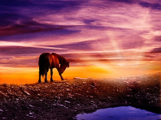 Fantasy scene of a horse on the thop of the mountain saluting the Sun. Surrounded with magic orange sunlight. Sunset on Obruc, Rijeka, Croatia, Europe.