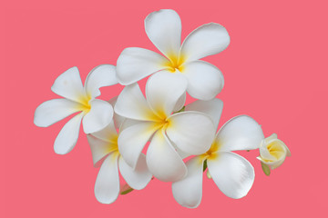 White flower, Close up petal of white Plumeria flower or white flowers isolated use for web design and flower background