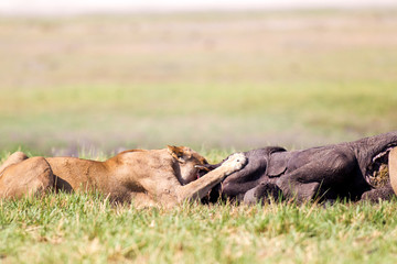 Leoni e leonesse con cuccioli leoncini che mangiano in branco