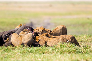 Leoni e leonesse con cuccioli leoncini che mangiano in branco