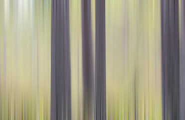 Obraz premium Pine forest with motion blur effect. Artistic and abstract wallpaper.
