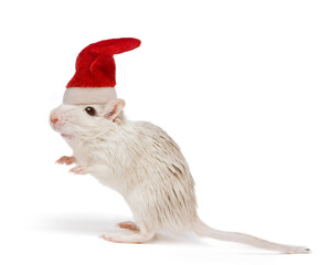 Christmas rat