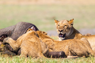 Fototapeta na wymiar Leoni e leonesse con cuccioli leoncini che mangiano in branco