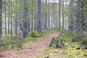 Silent path in the forest. Image taken on an autumn day in Finland.