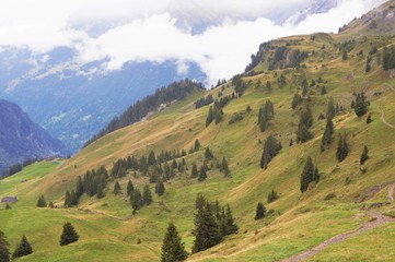 Obraz premium Stunning view of alpine forest, mountain range and mist in Schynige Platte, Jungfrau region, Switzerland