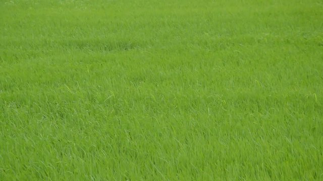 panning of grass flowering from winter windy blowing in field