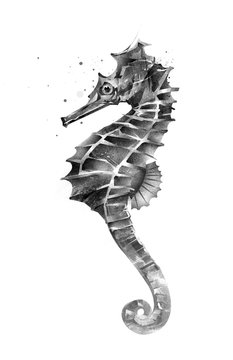 isolated painted seahorse on the side