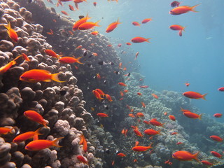Nurkowanie w Egipcie. Ryby. Rafa Koralow