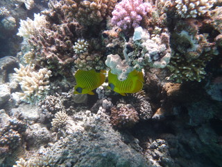 Nurkowanie w Egipcie. Żółte ryby. Rafa Koralowa