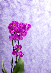 purple orchids corsage