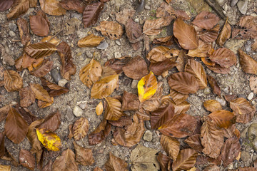 Laub auf dem Boden