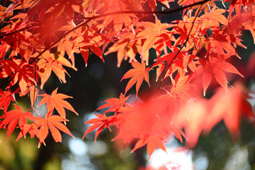 Red maple leaves in autumn