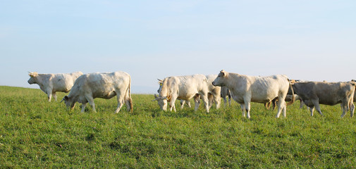herd of white cows grazing on the pasture
