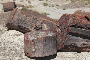 ペトリファイド・フォレスト国立公園のクリスタル・フォレストの珪化木