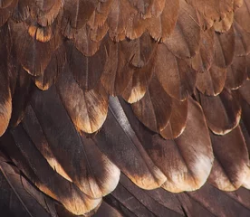 Crédence de cuisine en verre imprimé Aigle plumage d& 39 un aigle royal