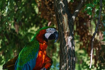 parrot ara likes to be photographed © chebonenko