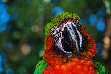 parrot ara likes to be photographed © chebonenko