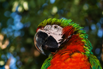 parrot ara likes to be photographed © chebonenko